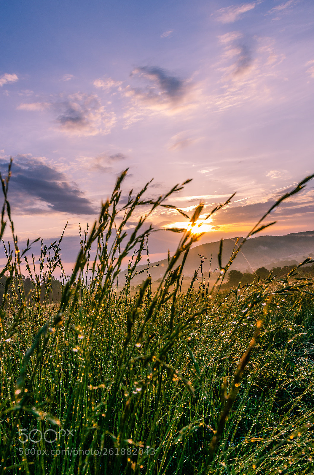 Nikon D7000 sample photo. Straws of grass in photography