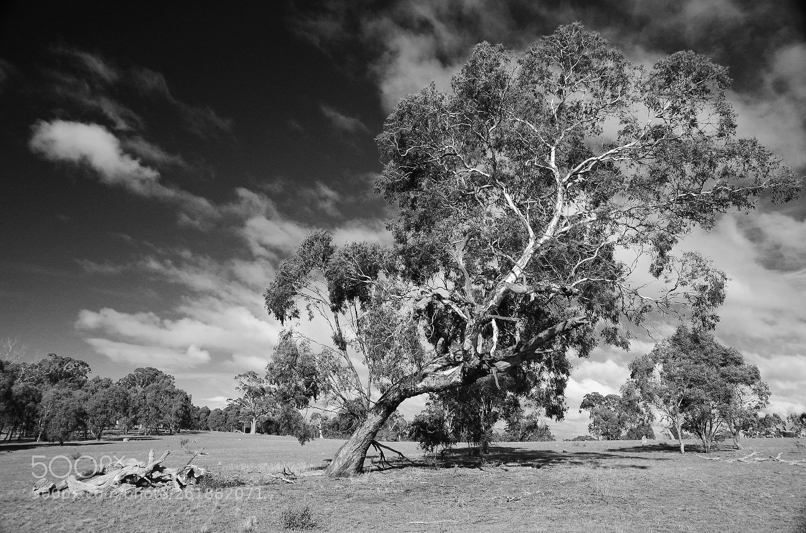Pentax K-30 sample photo. Shaped by the wind photography