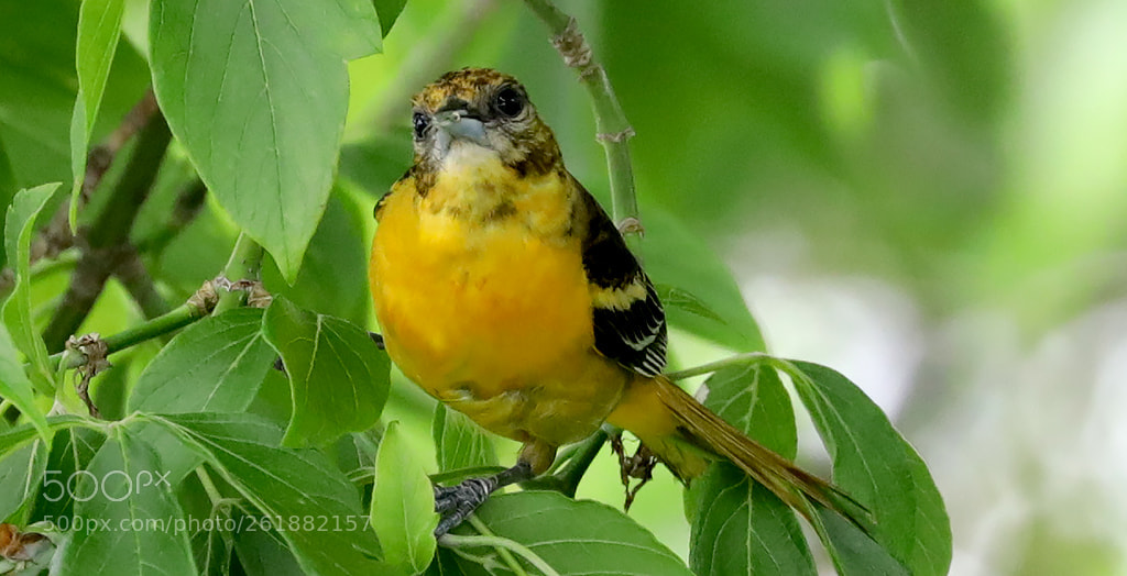 Canon EOS 5D Mark IV sample photo. Female baltimore oriole photography