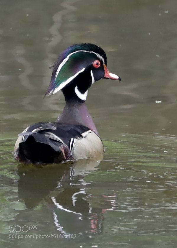 Canon EOS 5D Mark IV sample photo. Male wood duck photography