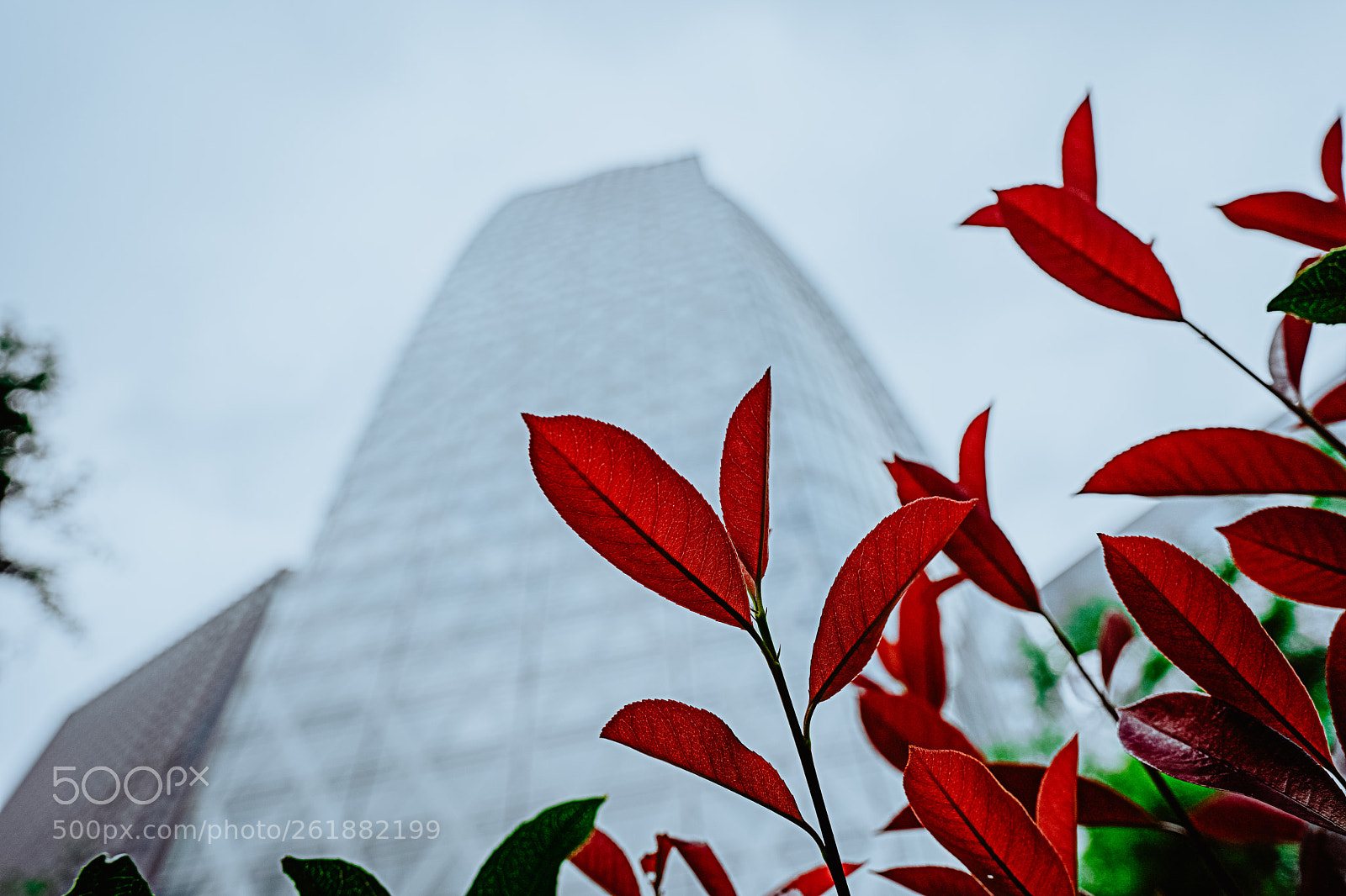 Sony a7 III sample photo. Red leaves with skyscraper photography