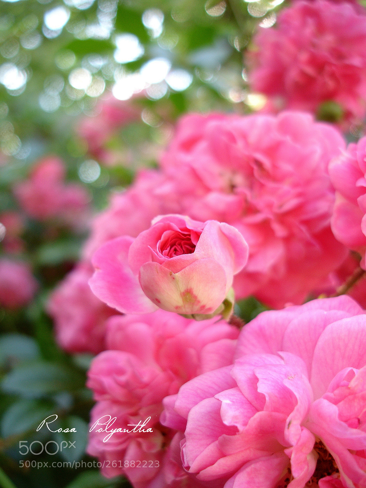 Sony DSC-P200 sample photo. Rose photography