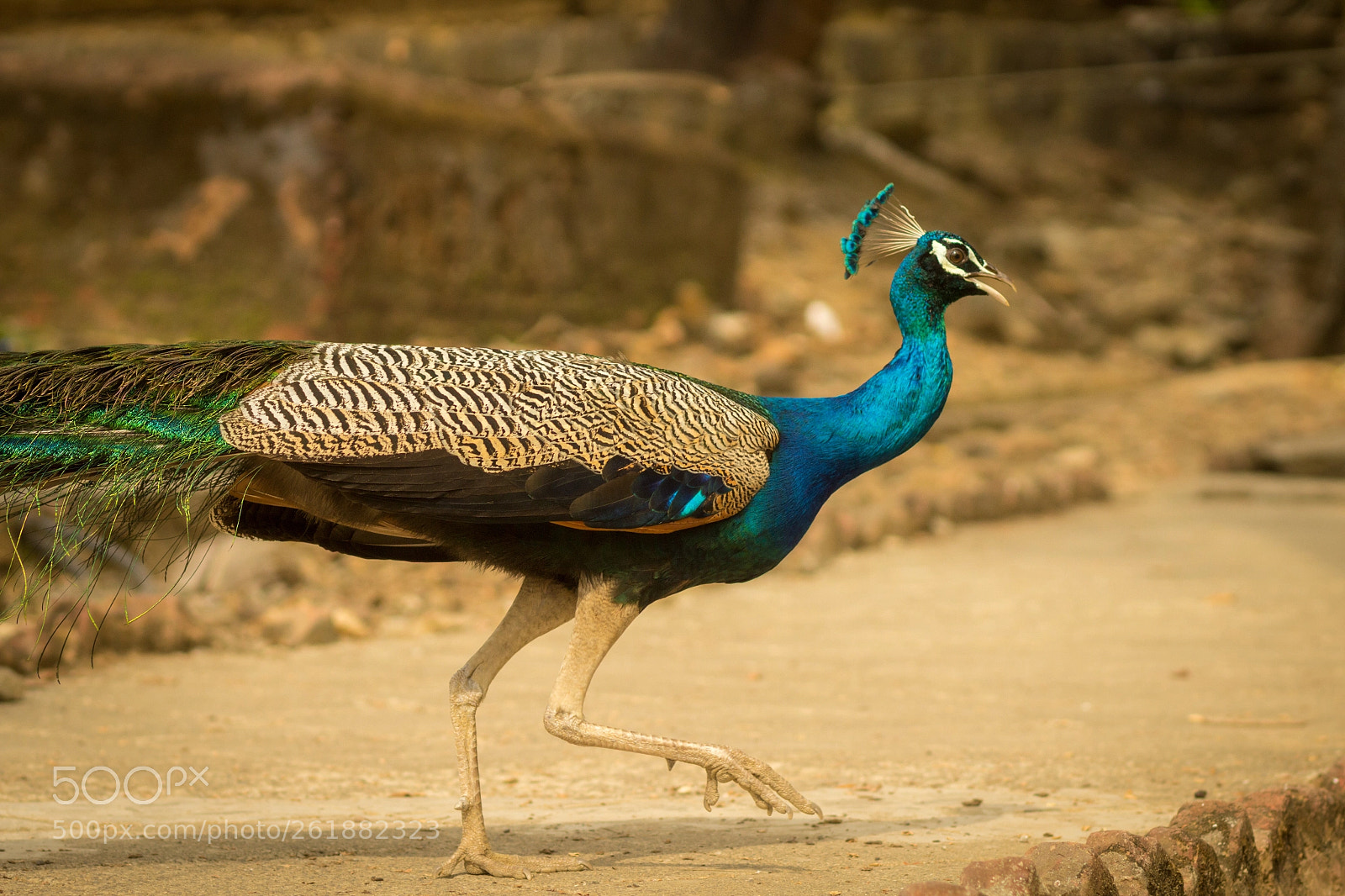 Canon EOS 1200D (EOS Rebel T5 / EOS Kiss X70 / EOS Hi) sample photo. Peacock at ross island photography