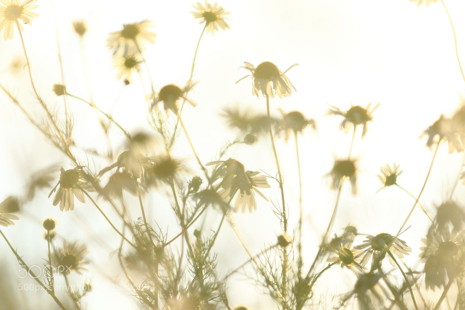 Canon EOS 70D sample photo. Summer breeze - no. 1 photography