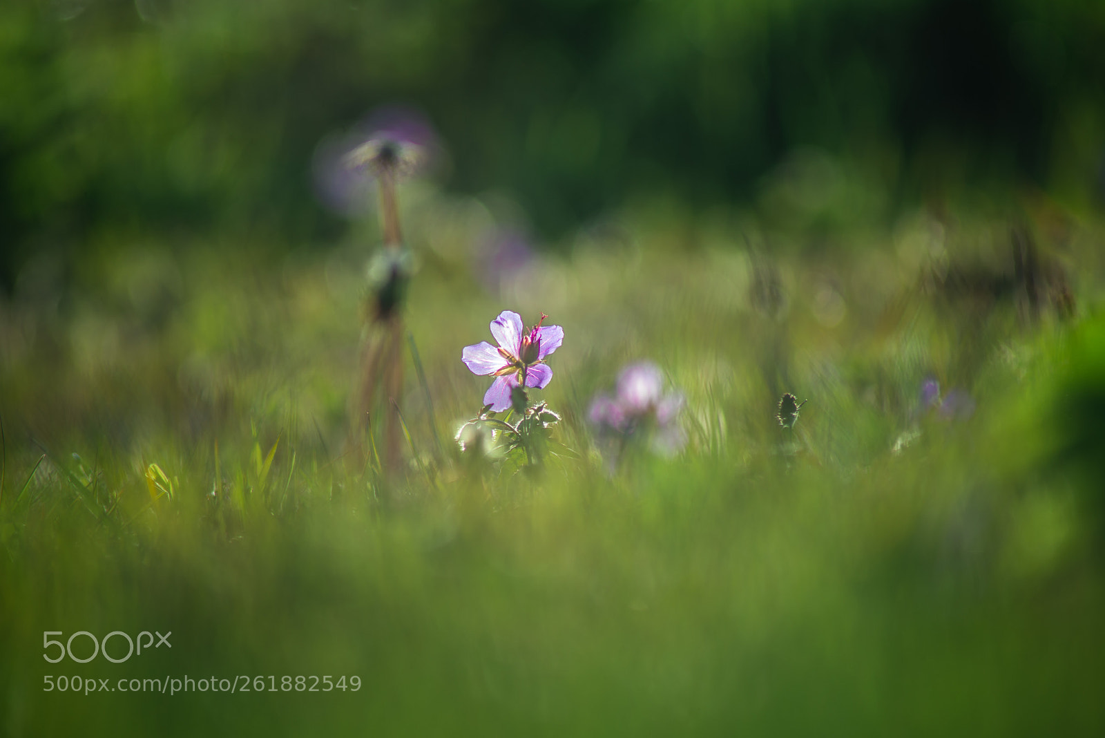 Nikon D610 sample photo. Summer life photography