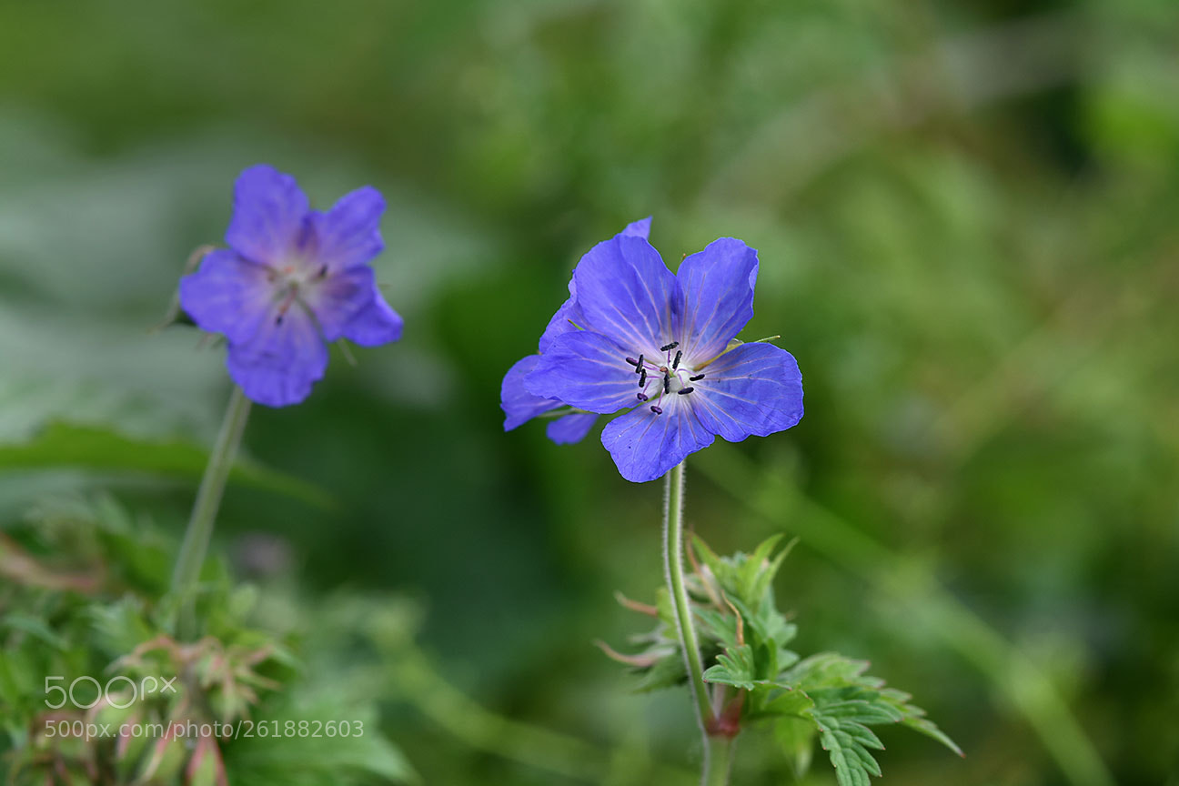 Nikon D810 sample photo. Blue flower photography
