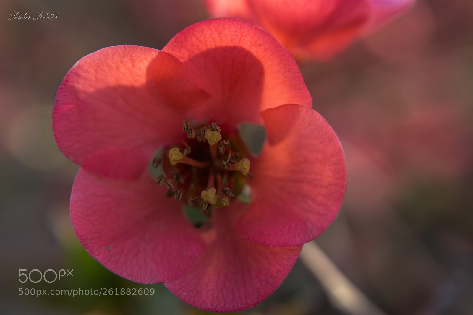 Sony a6000 sample photo. 11.3.2018 sony a-6000 lens photography
