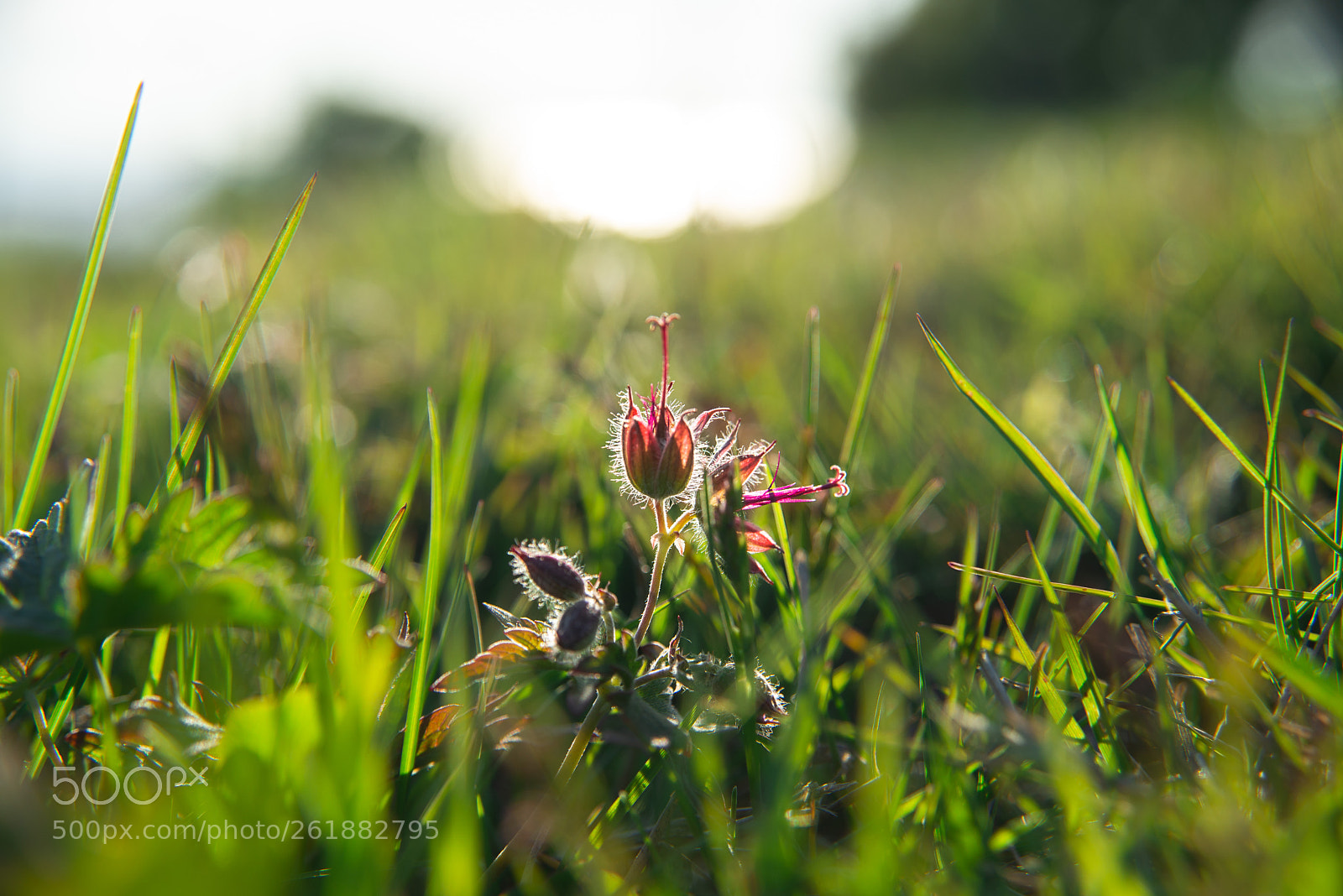 Nikon D610 sample photo. Summer light photography