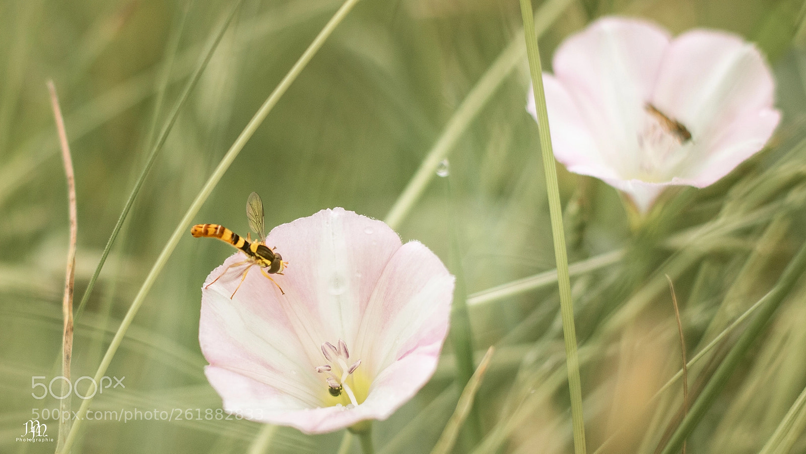 Canon EOS 750D (EOS Rebel T6i / EOS Kiss X8i) sample photo. Syrphe porte-plume photography