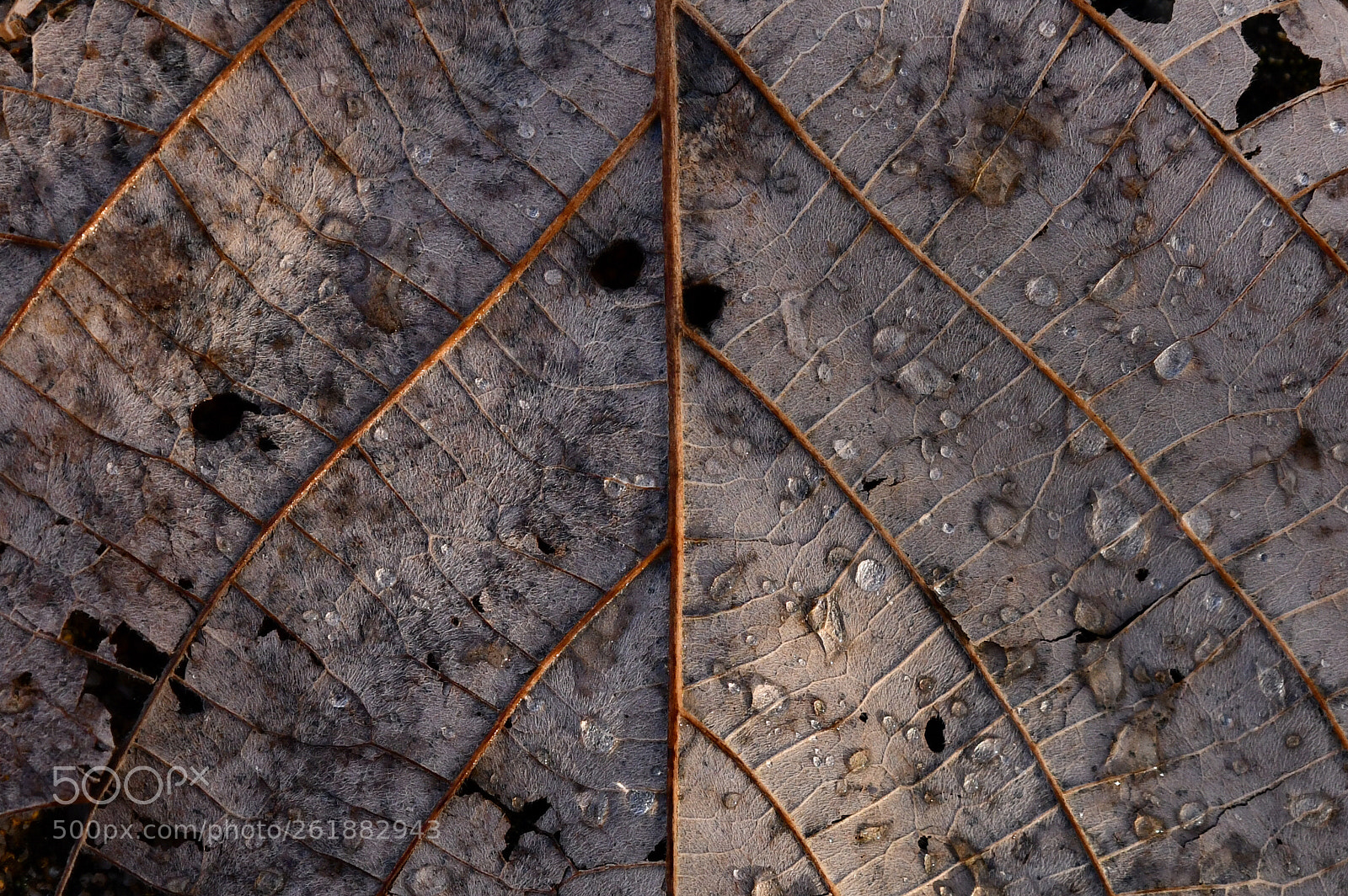 Nikon D850 sample photo. Dry leaf photography