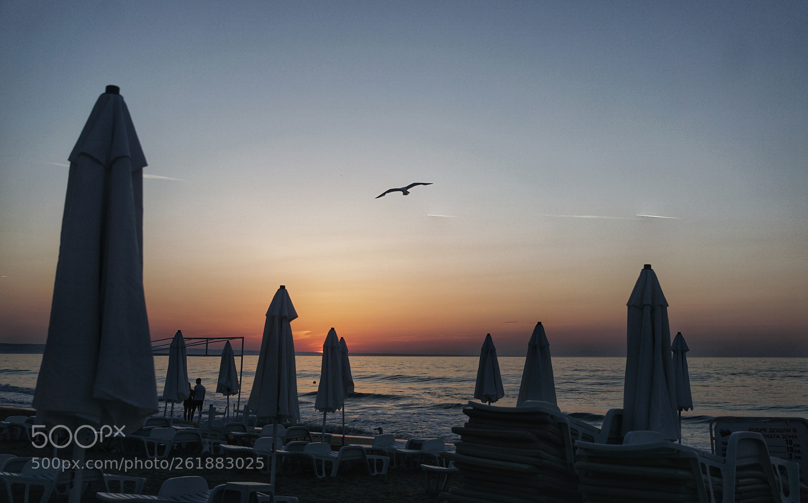 Sony ILCA-77M2 sample photo. Seagulls do not sleep photography