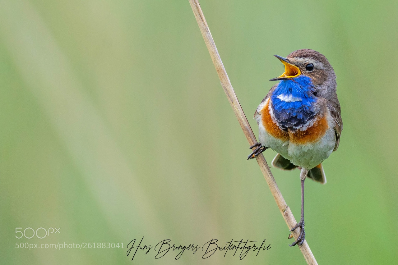 Canon EOS 5D Mark IV sample photo. Bluethroat photography