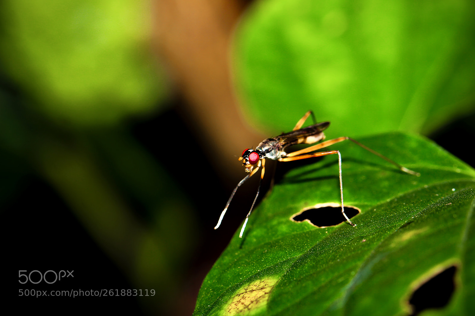 Canon EOS 700D (EOS Rebel T5i / EOS Kiss X7i) sample photo. Macro insect shots photography