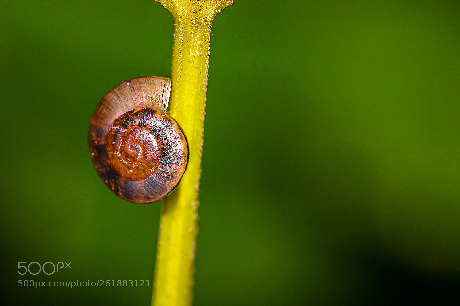 Canon EOS 700D (EOS Rebel T5i / EOS Kiss X7i) sample photo. Macro insect shots photography