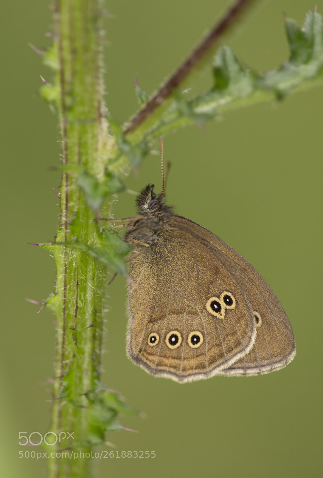 Canon EOS 6D sample photo. The ringlet  photography