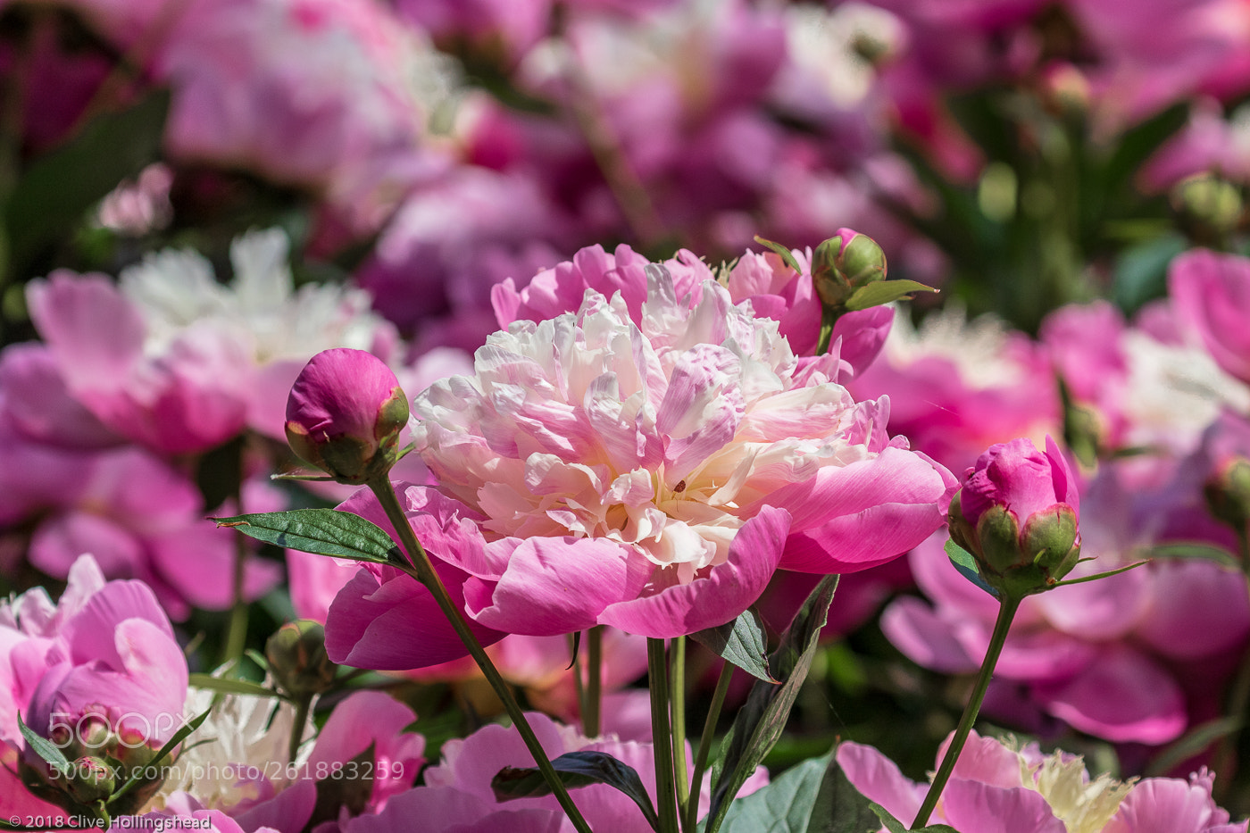 Canon EOS 7D Mark II sample photo. The pink peony photography