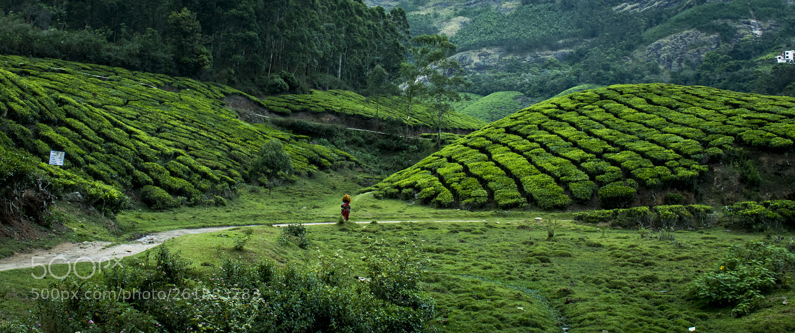 Nikon D5600 sample photo. 002 munnar - manicured photography