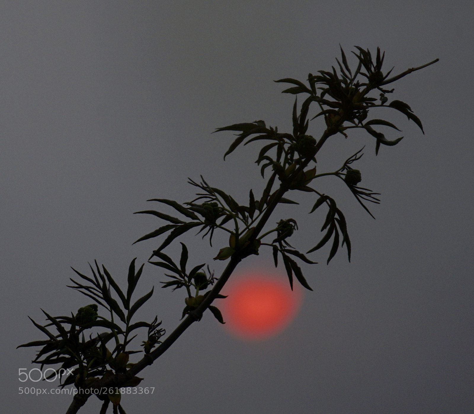 Sony a7 II sample photo. Gray sundown photography