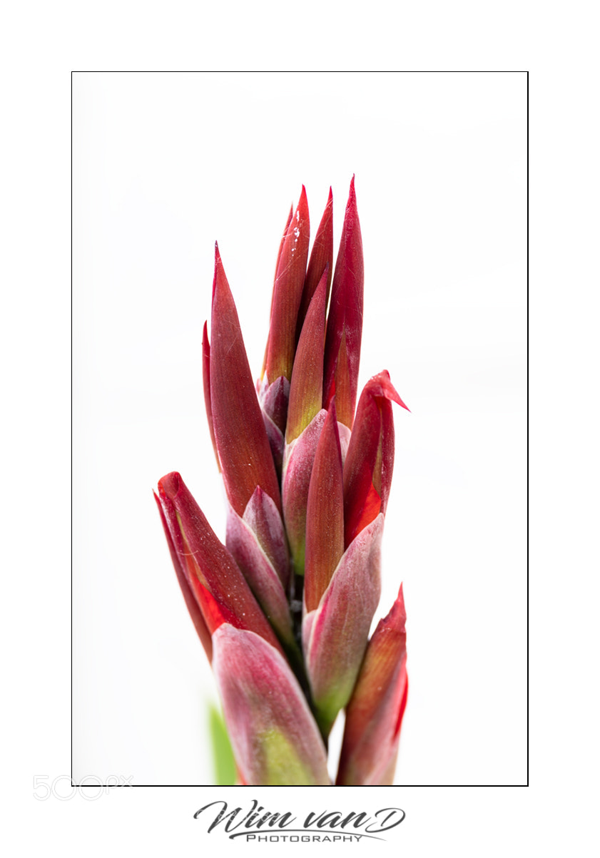 Canon EOS 6D Mark II sample photo. Canna photography
