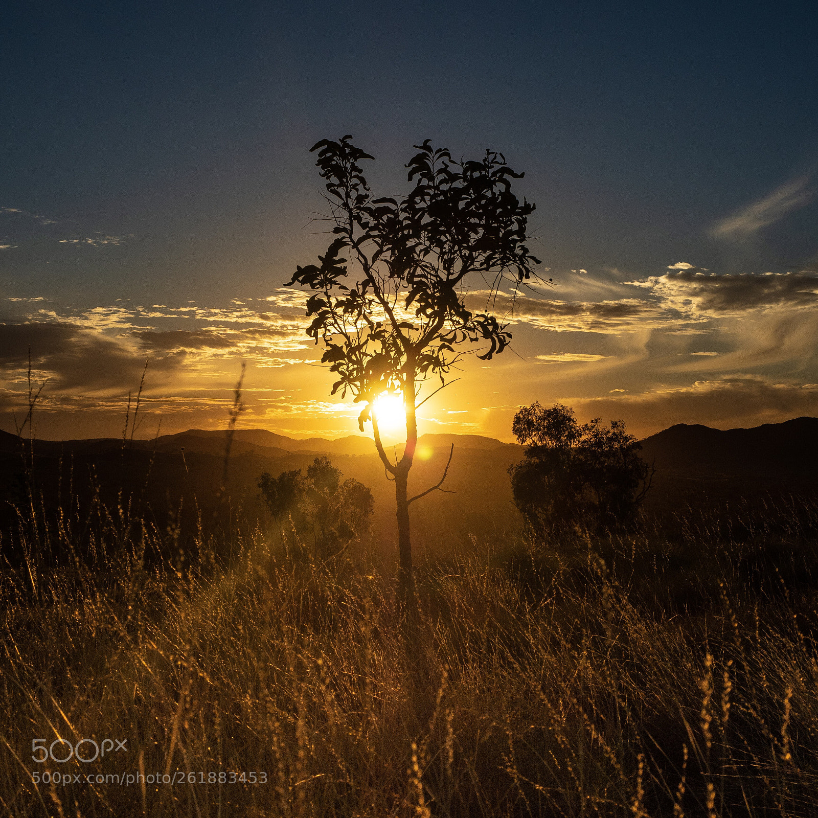 Olympus OM-D E-M5 II sample photo. Sun behind a tree photography