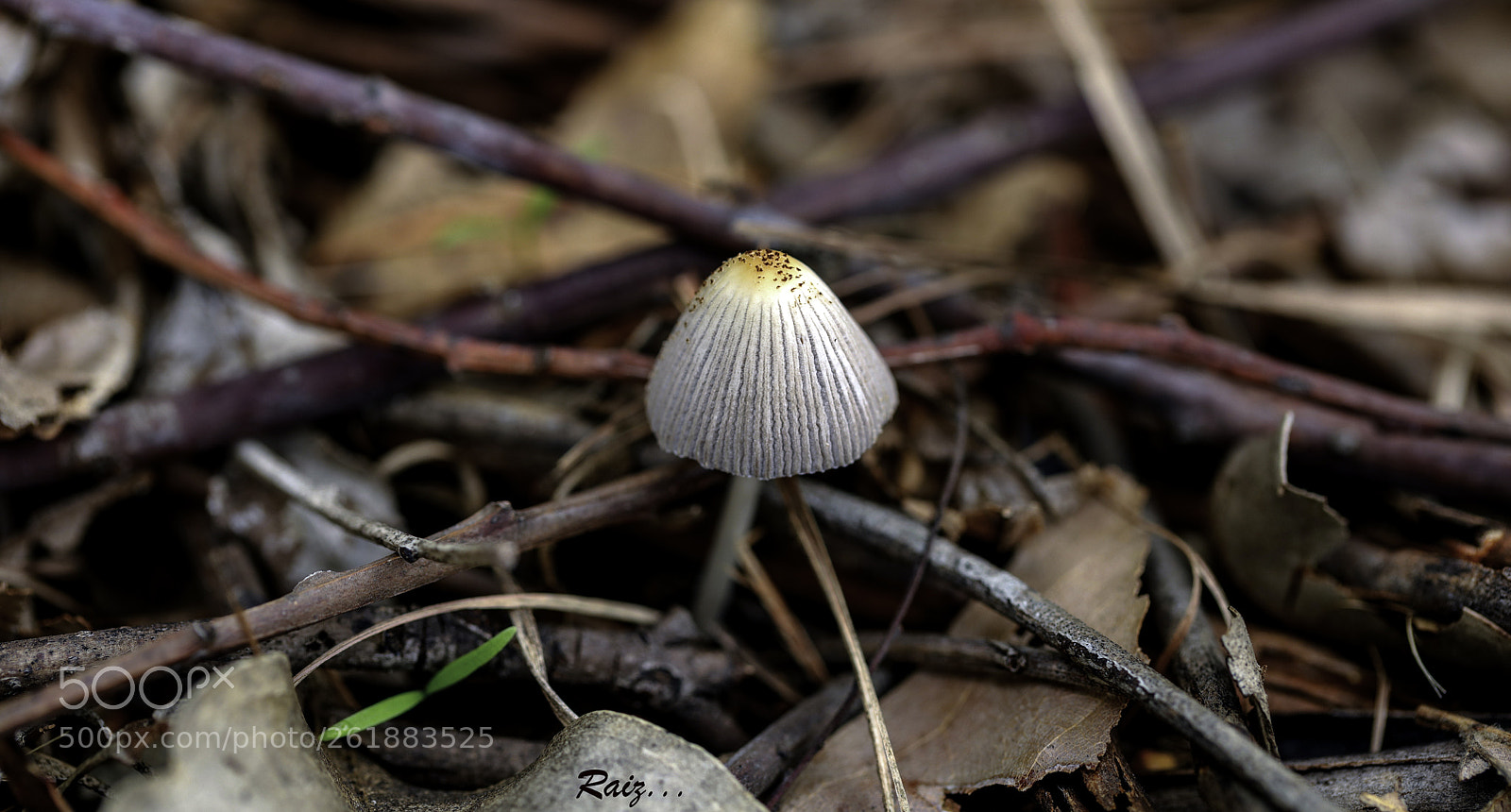 Canon EOS 5DS sample photo. Rainy days.... photography