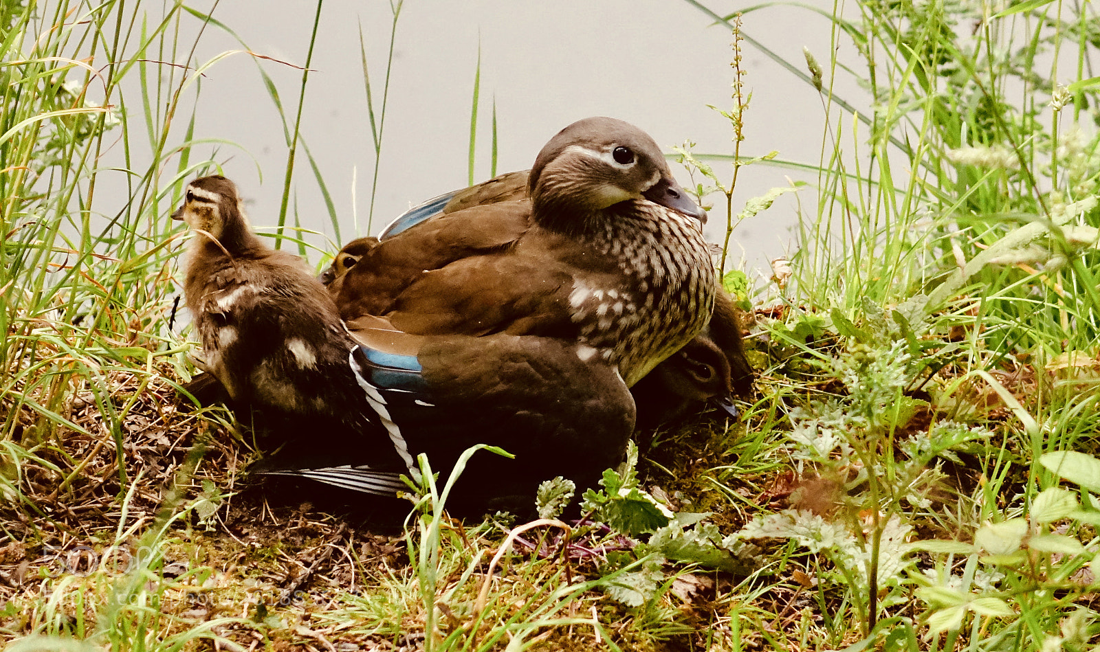 Sony Cyber-shot DSC-RX10 sample photo. The janus duck. photography