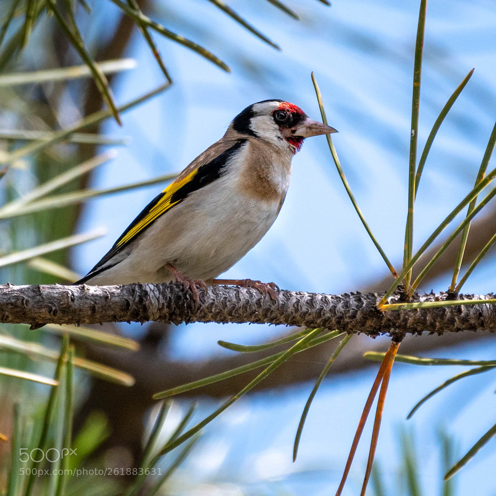 Nikon D500 sample photo. Goldfinch photography