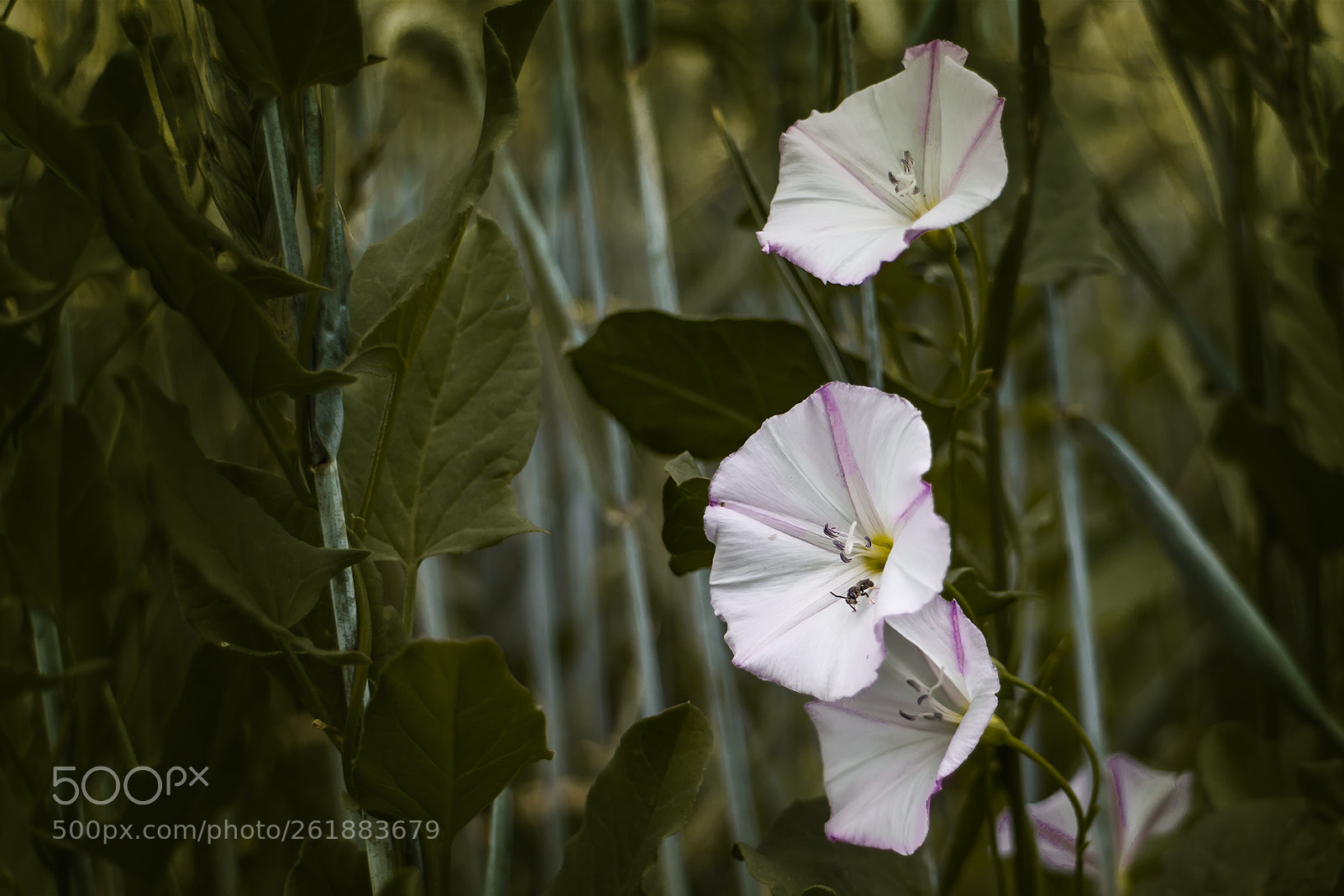 Canon EOS M sample photo. Sommer und die bl photography