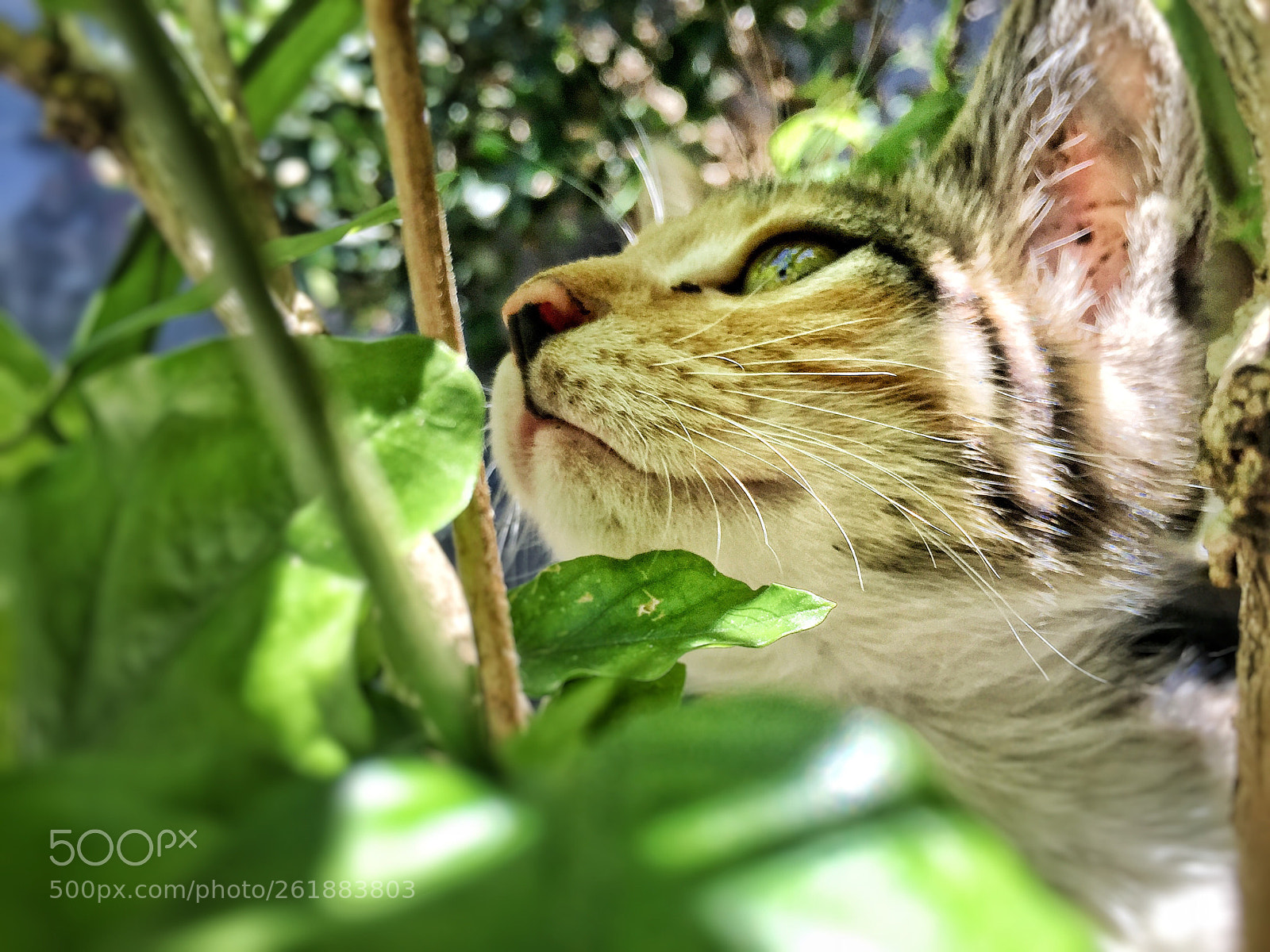 Apple iPhone 6 sample photo. Chat photography