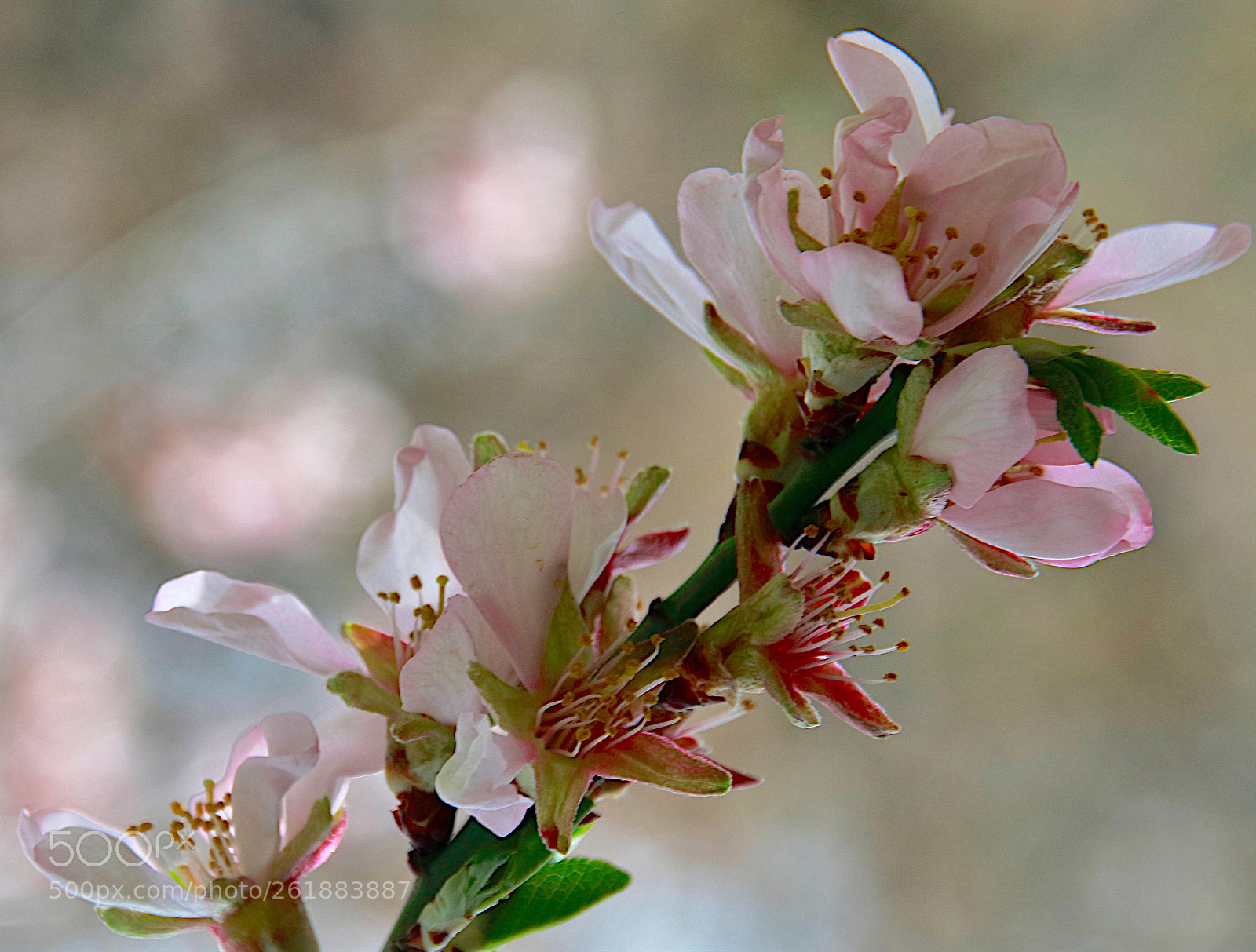 Canon EOS 80D sample photo. Spring 2018_10 photography