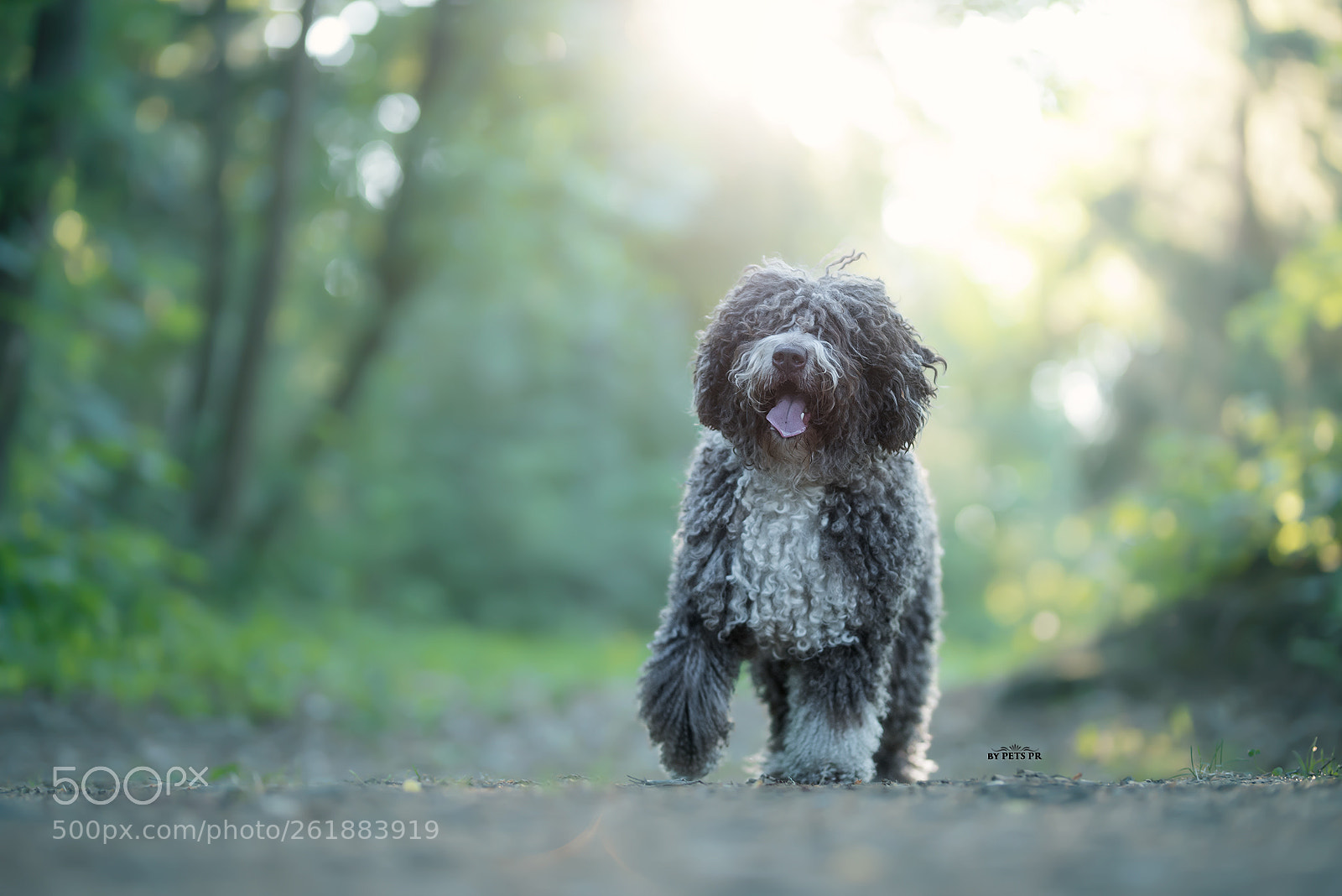 Nikon D750 sample photo. Milow the spanish water photography