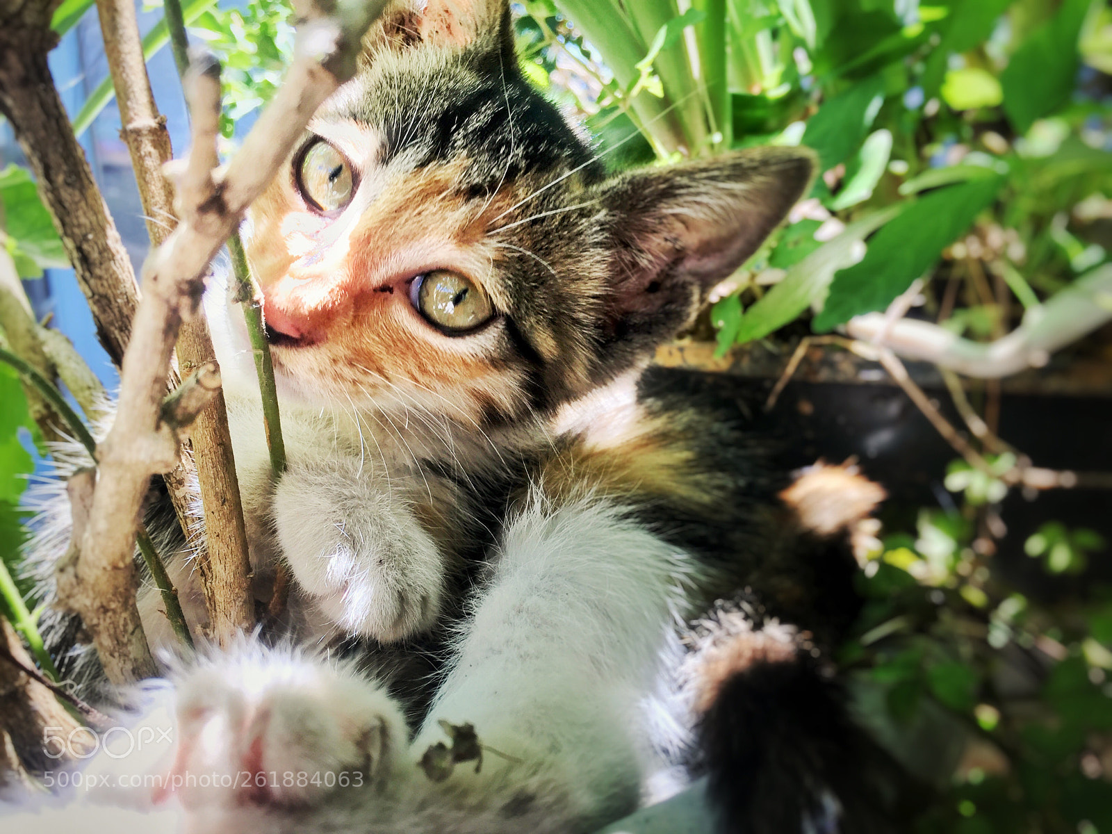 Apple iPhone 6 sample photo. Chat photography