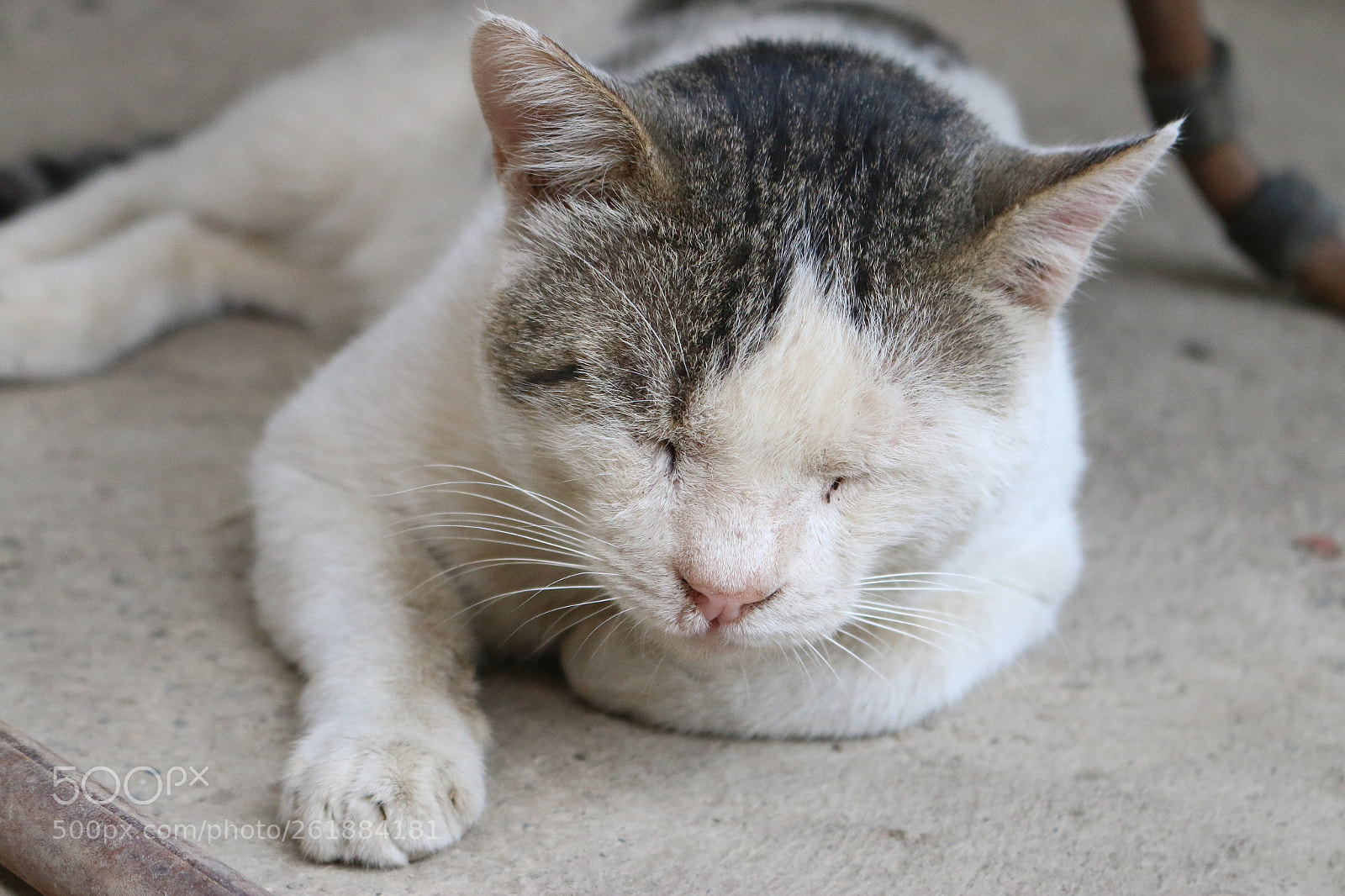 Canon EOS 70D sample photo. Img photography