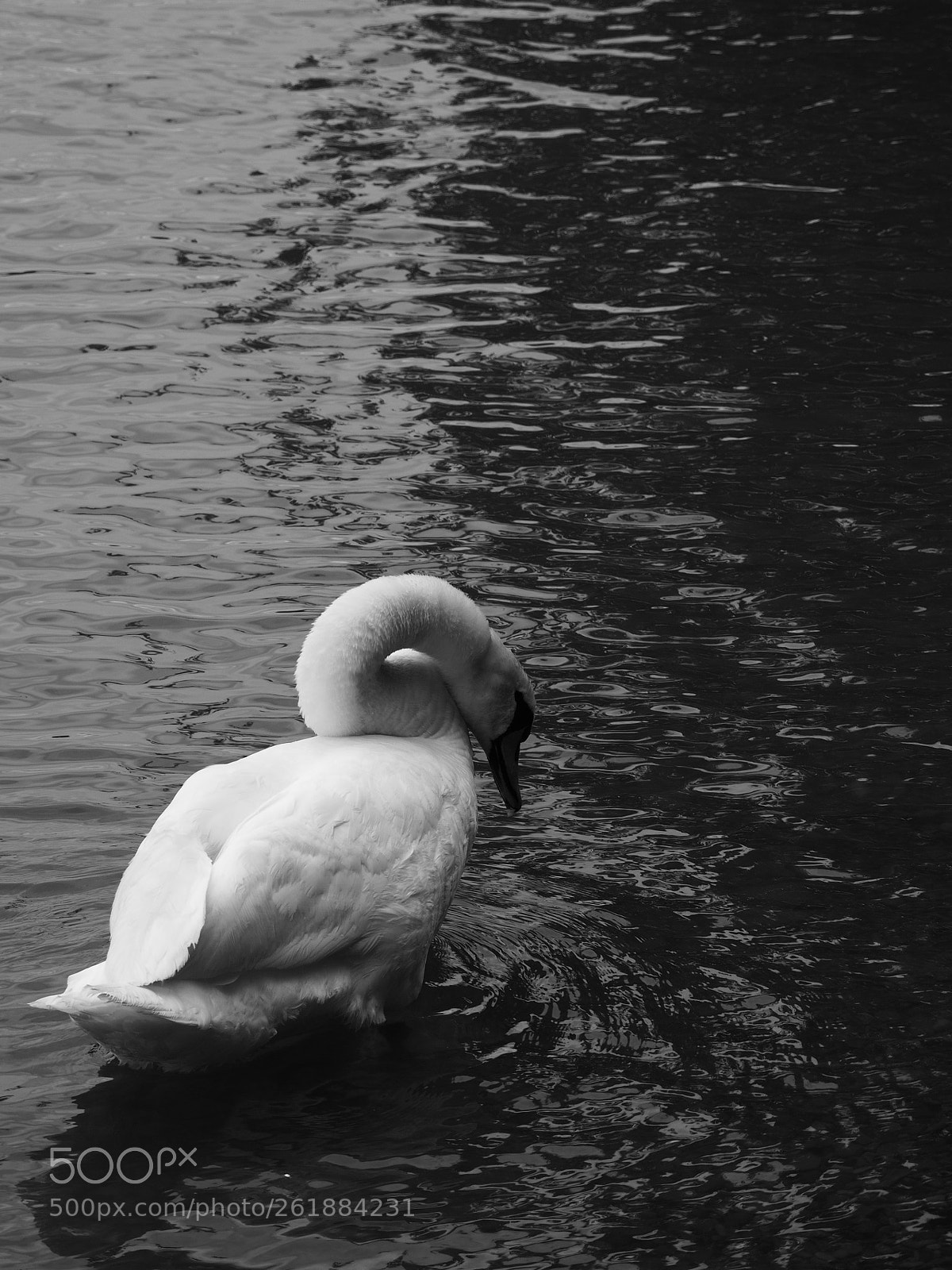 Olympus OM-D E-M10 II sample photo. In wehr. nature reserve photography