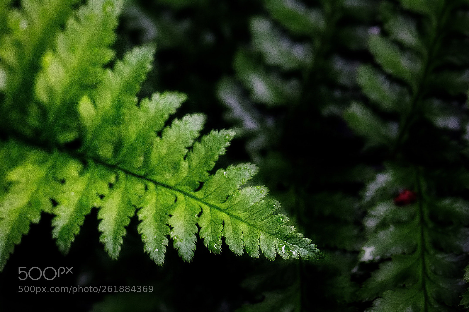Canon EOS 100D (EOS Rebel SL1 / EOS Kiss X7) sample photo. Farn photography
