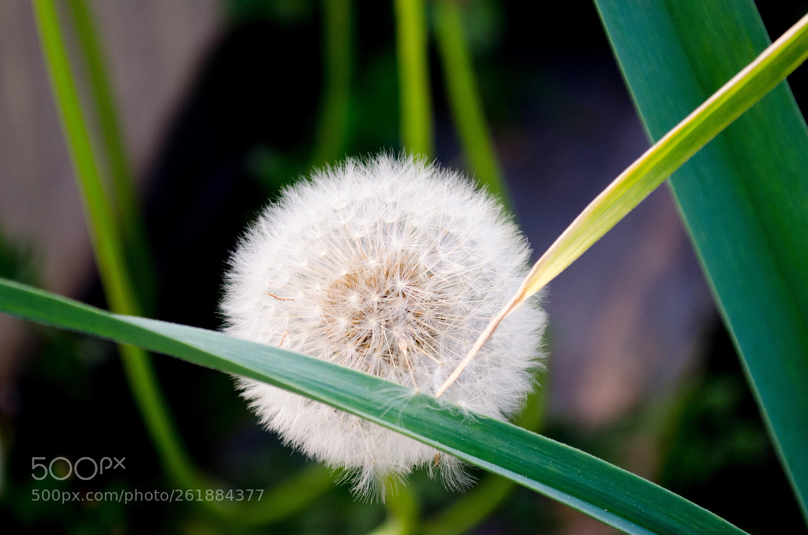 Nikon D5100 sample photo. White-and-green photography