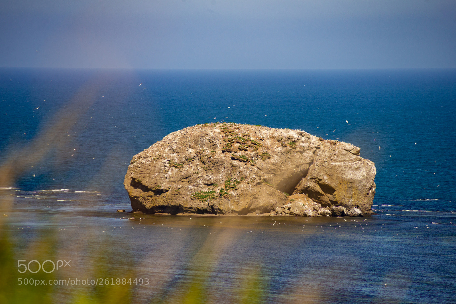 Nikon D610 sample photo. Birds island photography