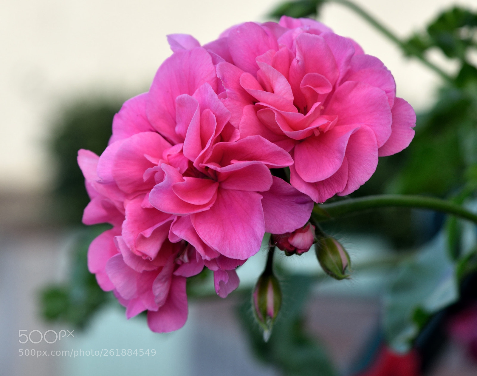 Nikon D5500 sample photo. Flowers photography