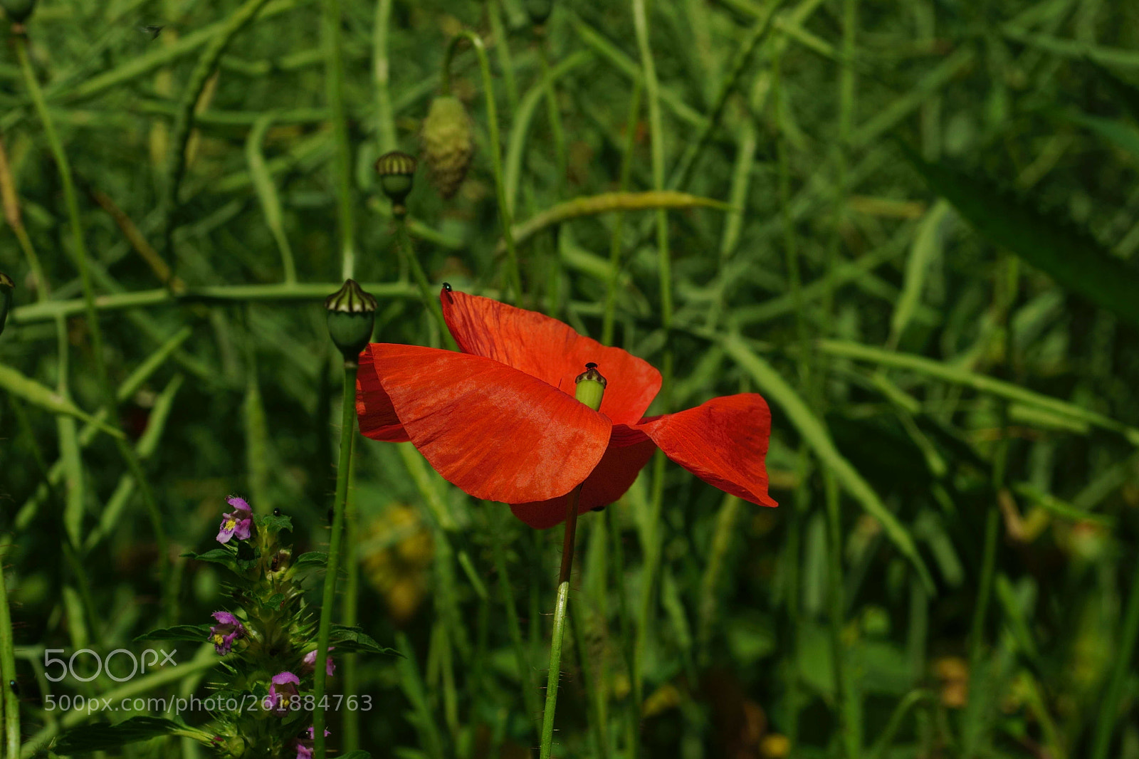 Sony a6000 sample photo. Zärtliche wiege photography