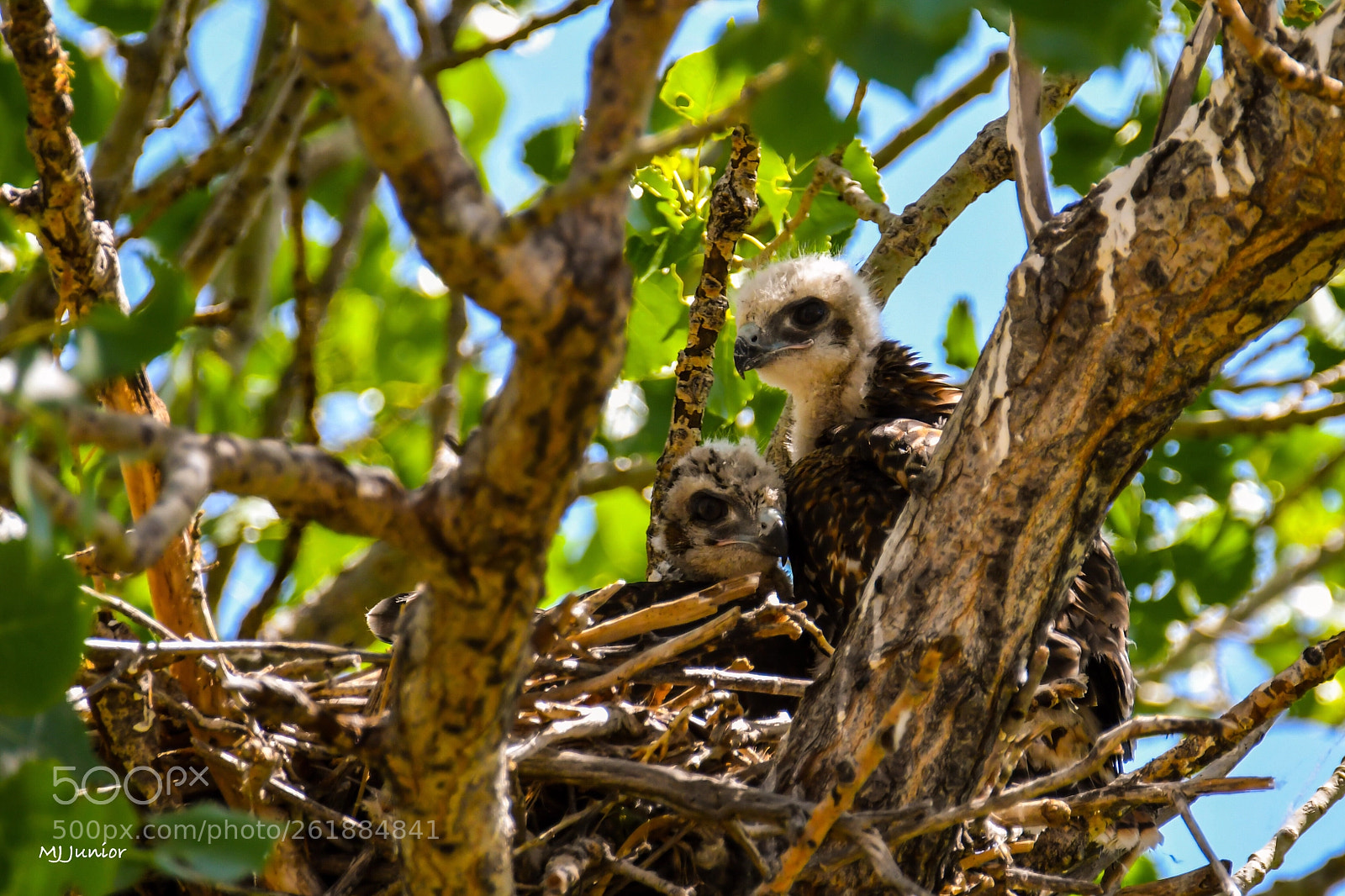 Nikon D7500 sample photo. Baby hawks 0002... photography