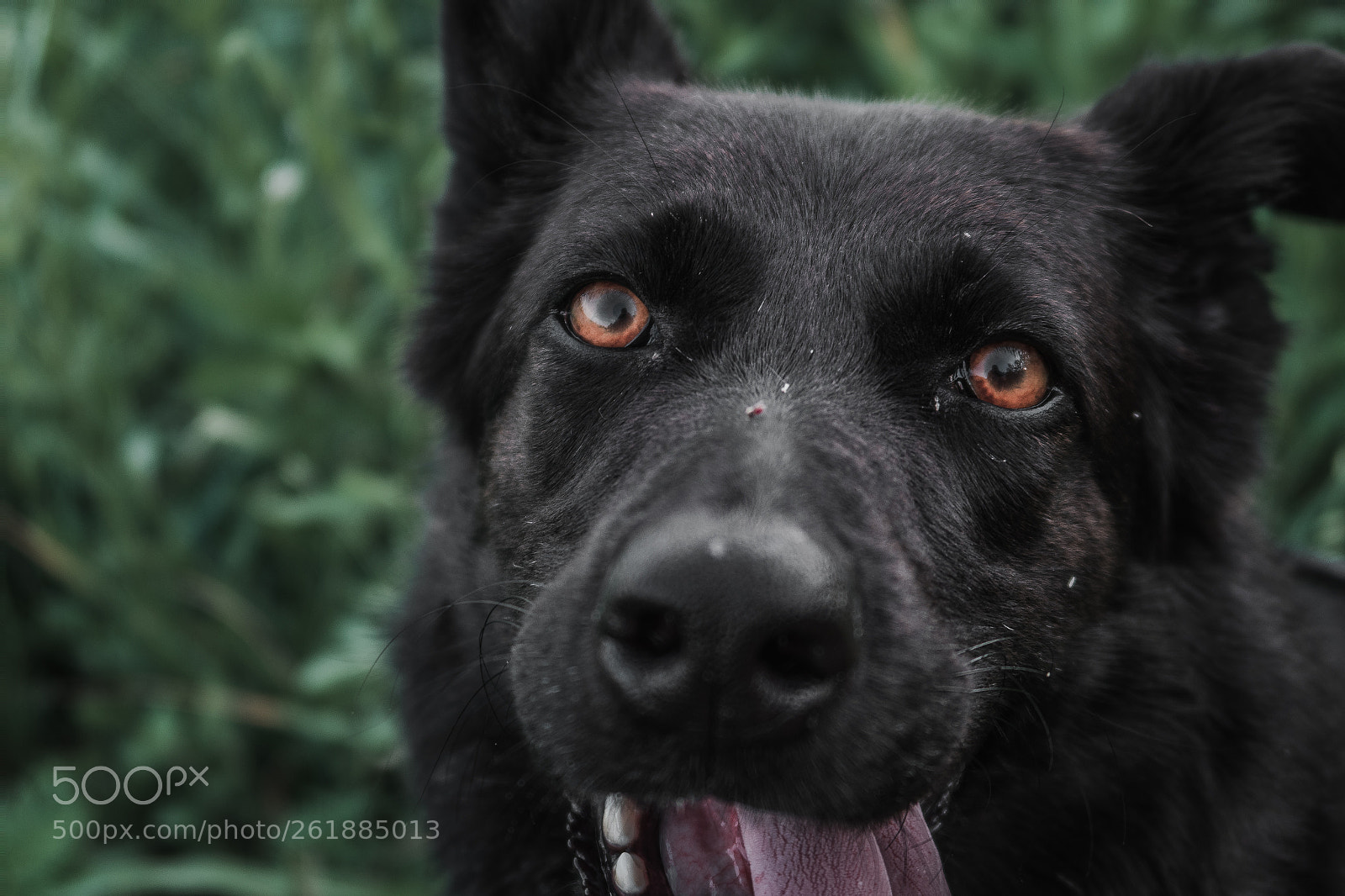 Canon PowerShot G7 X Mark II sample photo. Dog eyes photography