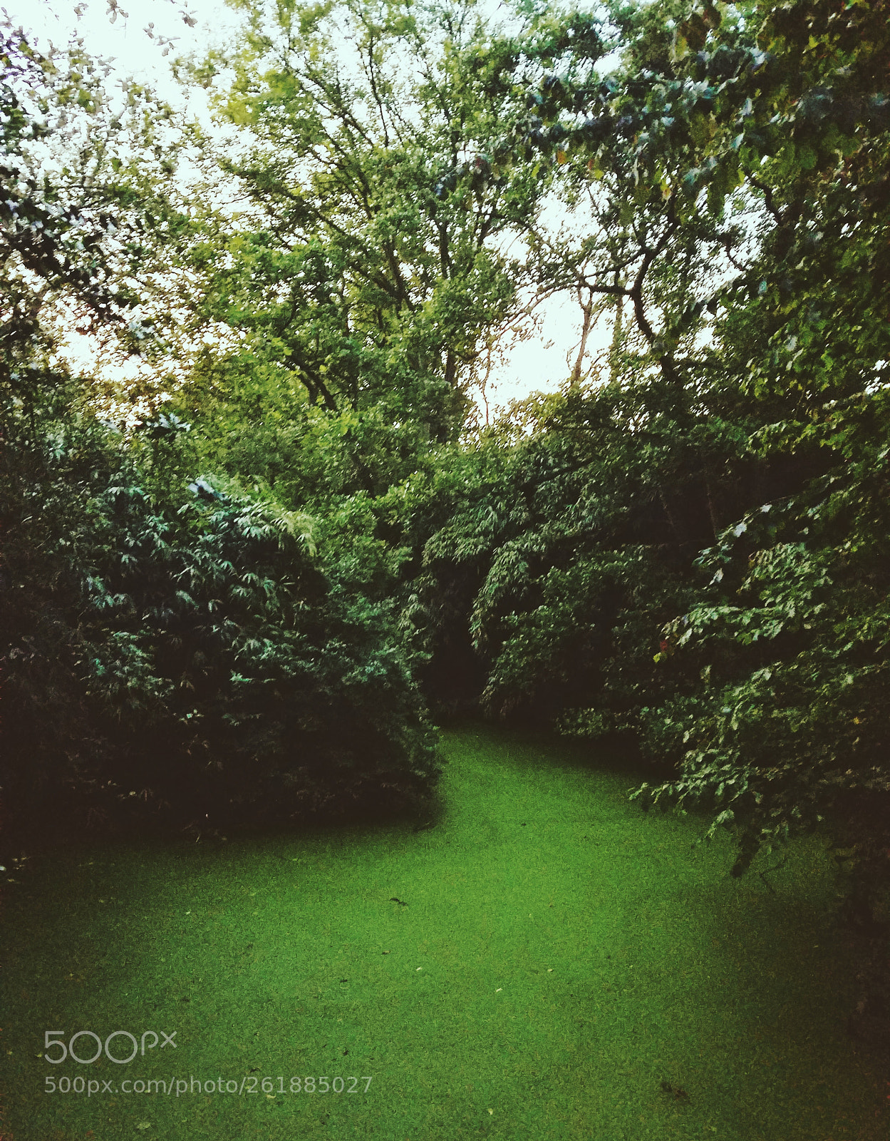 Samsung Galaxy S7 sample photo. Greenness overload photography