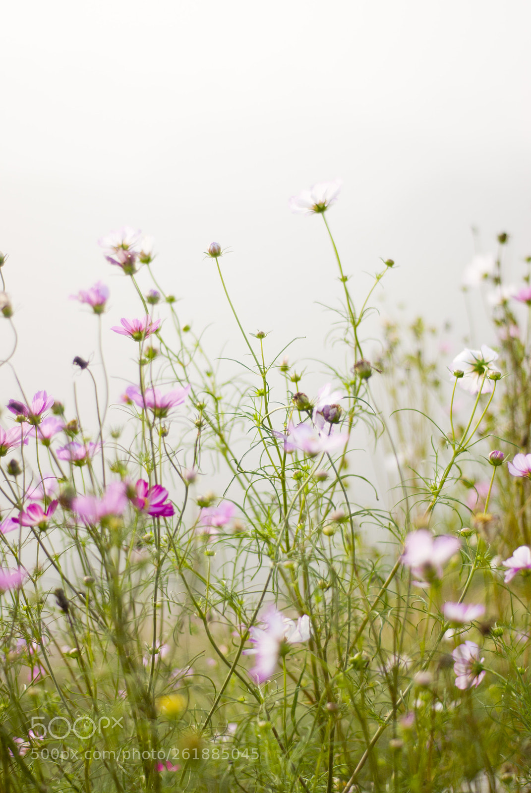 Nikon D200 sample photo. Galsang flower photography