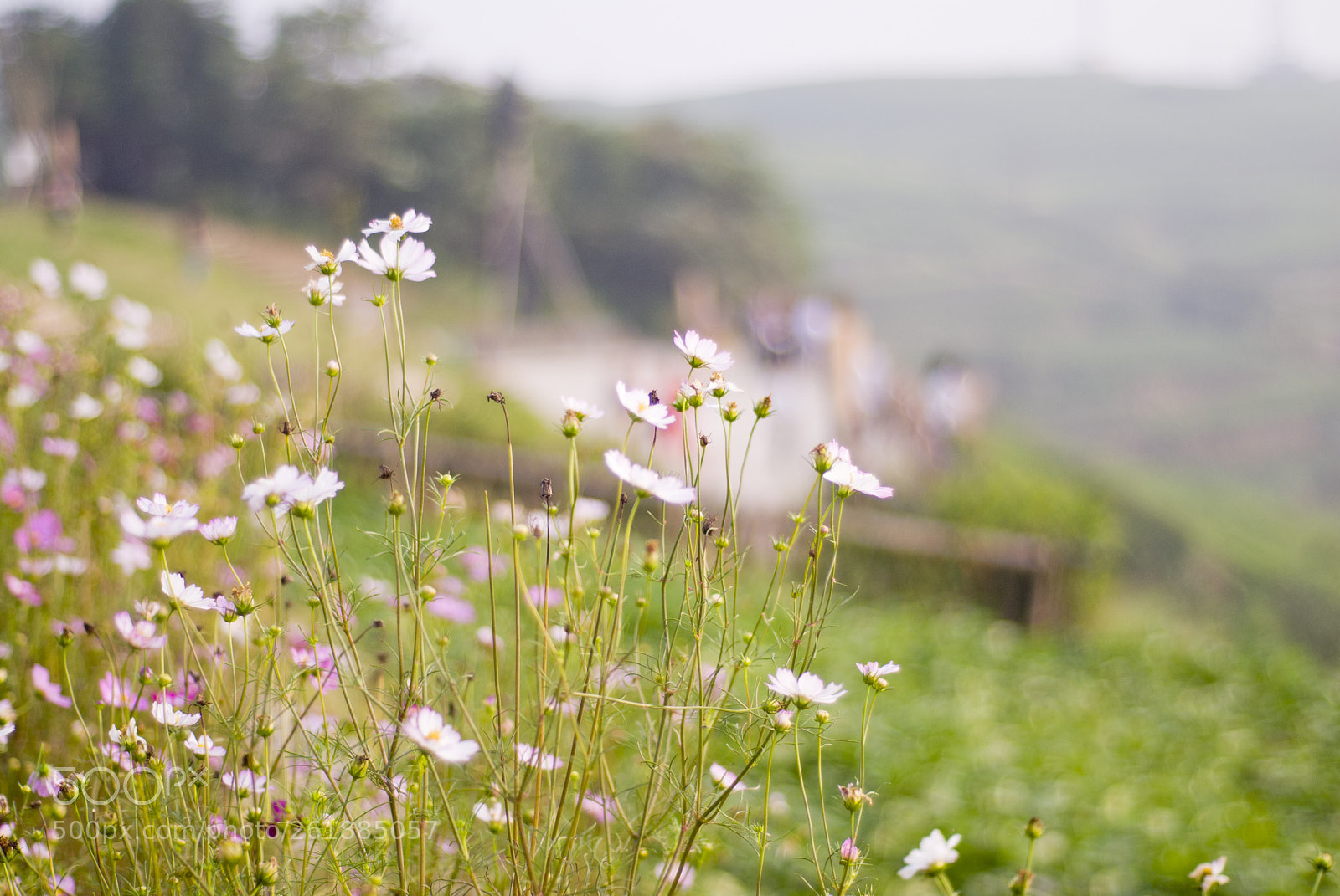 Nikon D200 sample photo. Galsang flower photography
