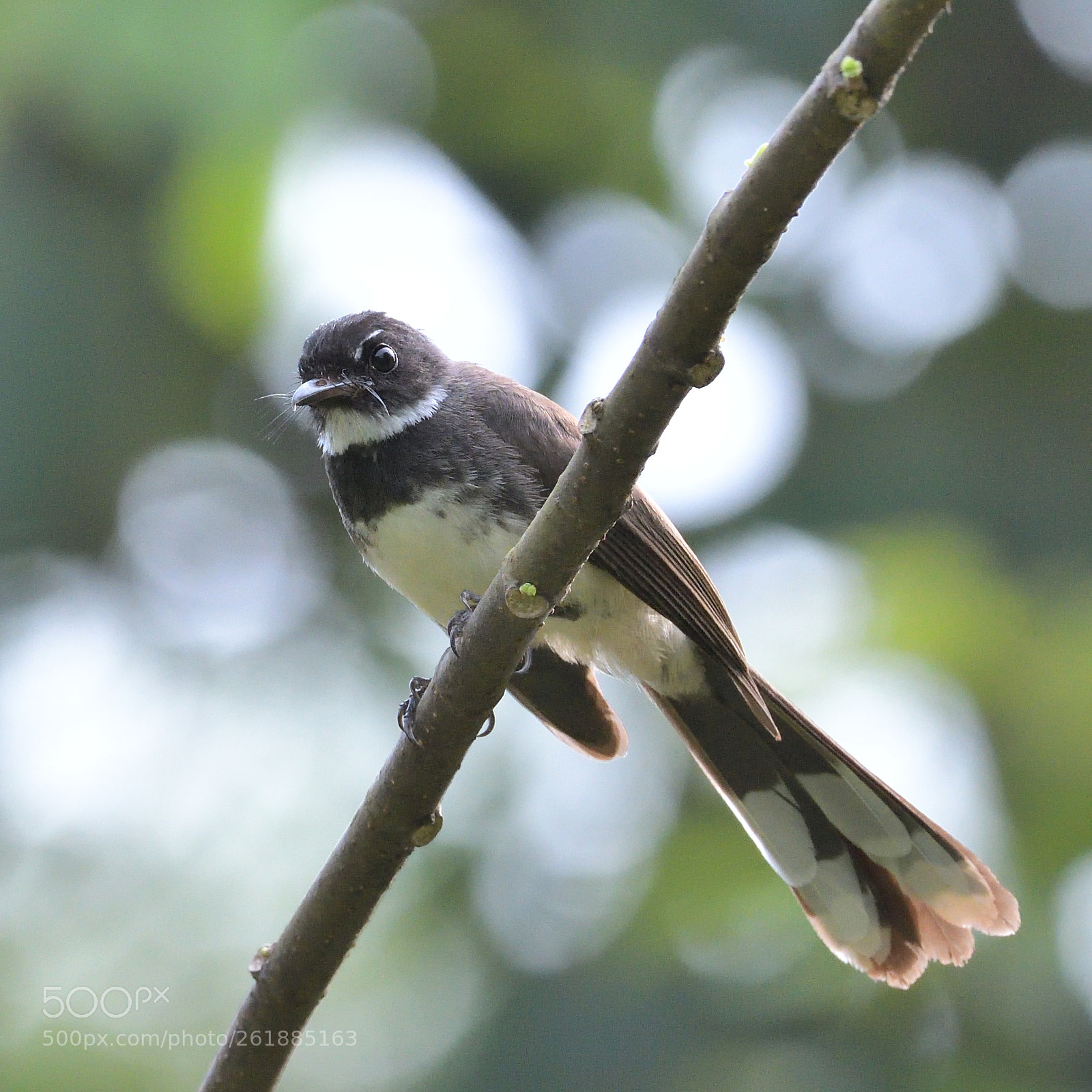 Nikon AF-S Nikkor 200-500mm F5.6E ED VR sample photo. Malaysian pied fantail photography