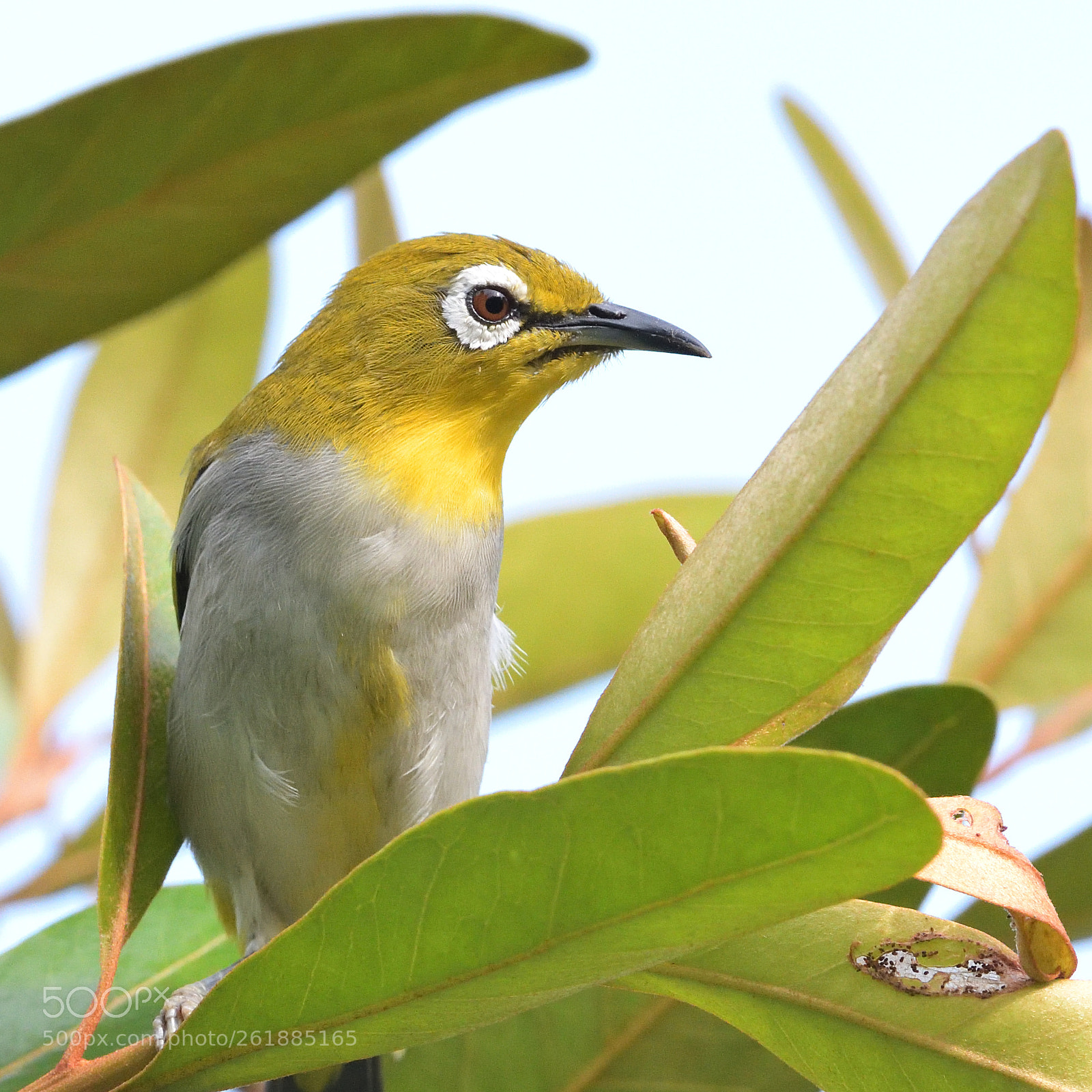 Nikon AF-S Nikkor 200-500mm F5.6E ED VR sample photo. Oriental white eye photography