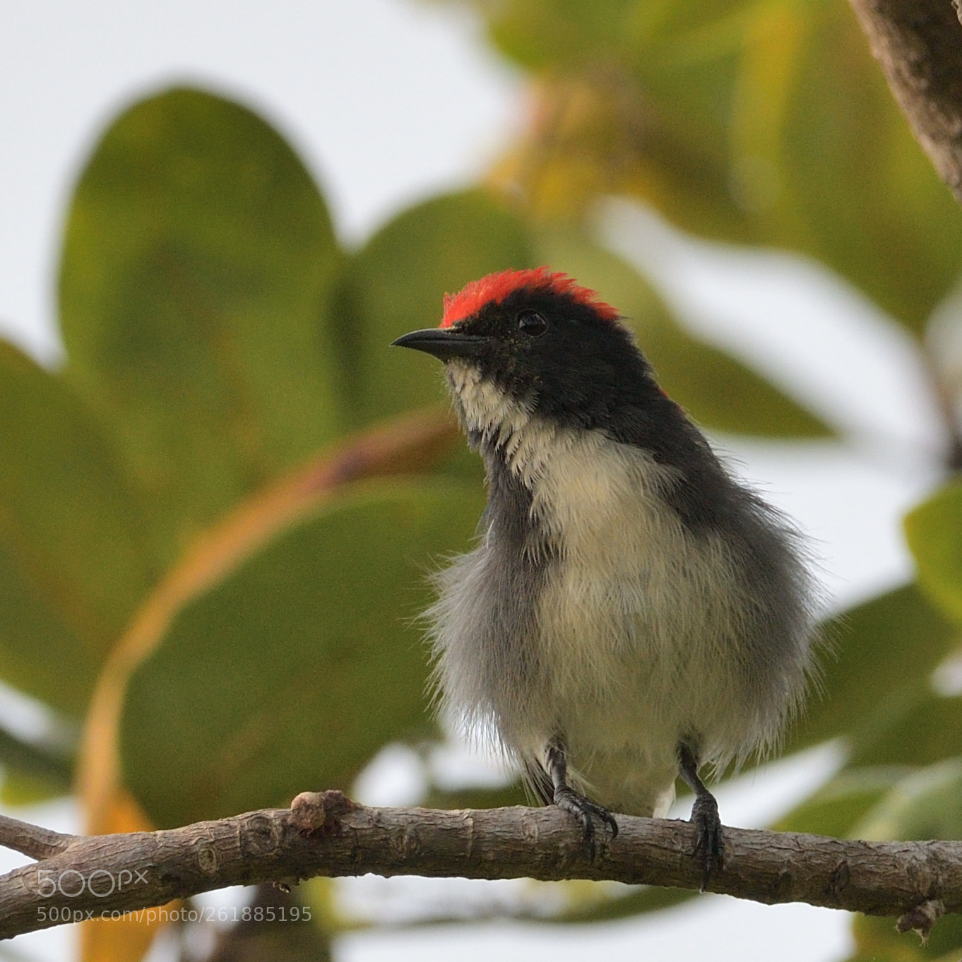 Nikon AF-S Nikkor 200-500mm F5.6E ED VR sample photo. Scarlet backed flowerpecker photography