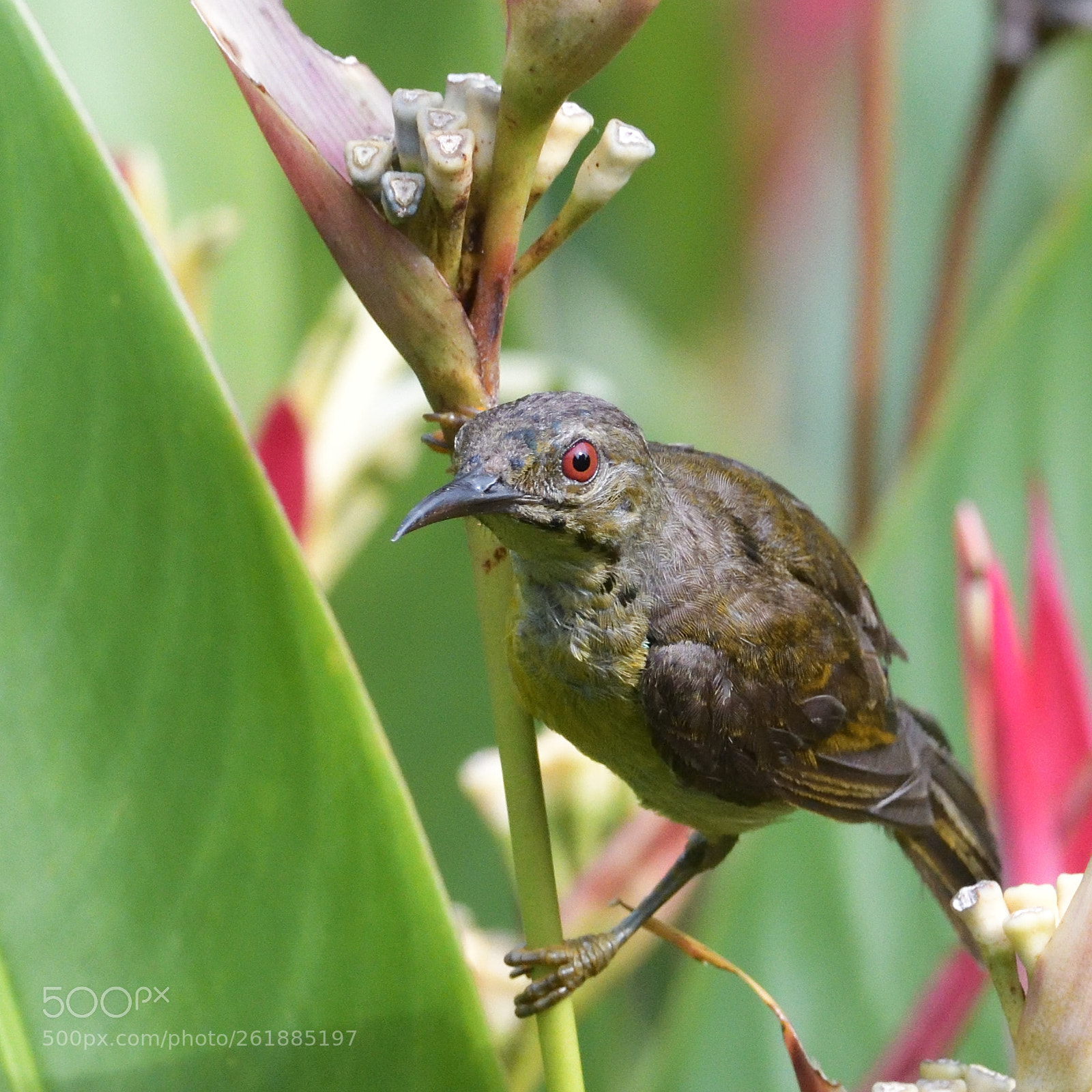 Nikon AF-S Nikkor 200-500mm F5.6E ED VR sample photo. Female copper throated sunbird photography