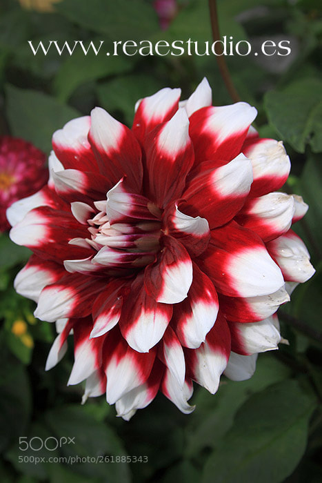 Canon EOS 50D sample photo. Flor () photography