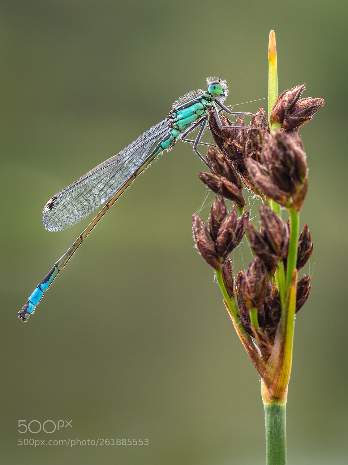 Nikon D7200 sample photo. Perching blue tailed damselfly photography
